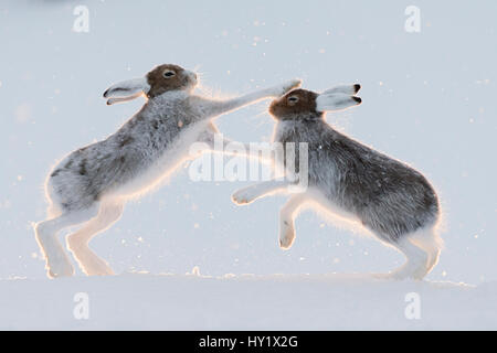 Zwei Schneehasen (Lepus Timidus) kämpfen / Boxen.  Vauldalen, Norwegen. Stockfoto