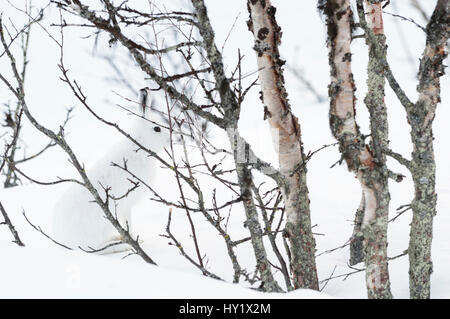 Schneehase (Lepus Timidus) unter Birken, gut getarnt im Schnee. Vauldalen, Norwegen. Stockfoto