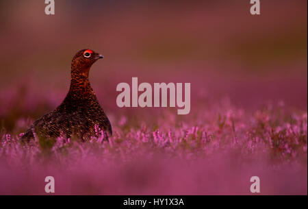 Moorschneehuhn (Lagopus Lagopus Scotica) unter Heidekraut. Schottland. August Stockfoto