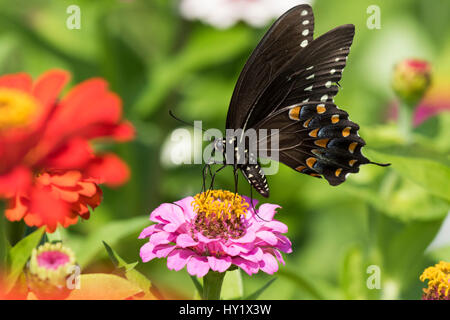 Spicebush Schwalbenschwanz Schmetterling (Papilio Troilus) Nectaring auf Zinnie in Hof, Garten, wild und frei. Madison, Connecticut, USA. Stockfoto