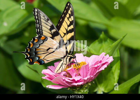 Östliche Tiger Schwalbenschwanz Schmetterling (Papilio Glaucus) Nectaring auf Zinnie in Hof, Garten, wild und frei. Essex, Connecticut, USA. Stockfoto