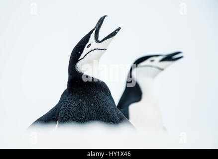 Kinnriemen Pinguine (Pygoscelis Antarcticus) einmal aufrufen, Süd-Shetland-Inseln, Antarktis Kontinent. Stockfoto