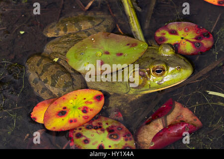 Bullfrog (Lithobates Catesbeiana) im Teich Untiefen unter Nachsaison Seerosen, September. Connecticut, USA. Stockfoto