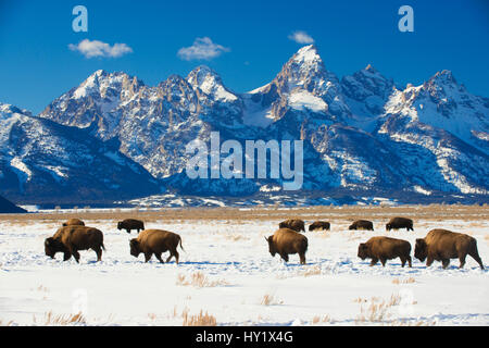 Amerikanische Bisons (Bison Bison) im Grand Teton National Park. Winter. Wyoming, USA. Stockfoto