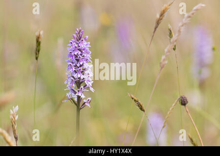 Gemeinsamen entdeckt Orchidee, (Dactylorhiza Fuchsii), New Grove Meadows, Monmouthshire, Wales, UK. Juli. Stockfoto