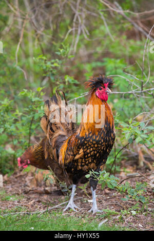 Freilandhaltung Hahn (Rasse: Polnisch) und Henne unbekannte Rasse, auf Nahrungssuche. Moosup, Connecticut, USA. Stockfoto