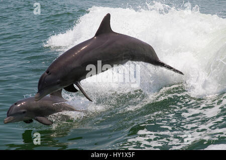 Atlantische große Tümmler (Tursiops Truncatus) Delphine Mutter und Kalb springen, wild und natürlich. Boca Ciega Bay (Teil von Tampa Bay), Florida, USA. Stockfoto