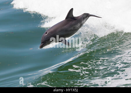 Atlantische große Tümmler (Tursiops Truncatus) springenden, wild und natürlich. Boca Ciega Bay (Teil von Tampa Bay), Florida, USA. Stockfoto