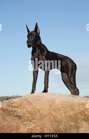 Weibliche Deutsche Dogge auf Küstenfels. Guilford, Connecticut, USA. Stockfoto