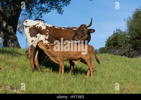 Texas Longhorn Kuh Krankenpflege Kalb auf dem Hill Country Ranch Land. Santa Barbara County, Kalifornien, USA. Stockfoto