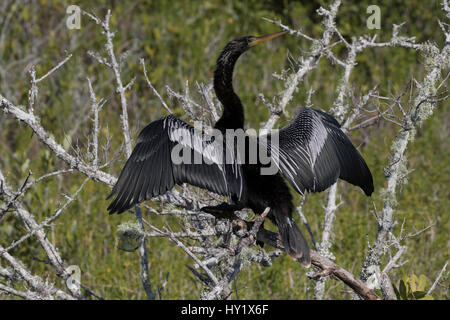 Anhinga (Anhinga Anhinga) tot, Flechten-verkrusteten Zweig, Flügel trocknen. Merritt Island National Wildlife Refuge, Merritt Insel, Florida. Stockfoto