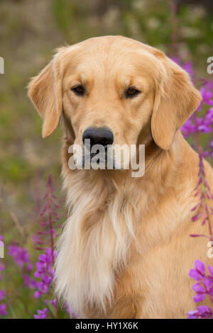 Weibliche Golden Retriever Porträt, Chugach State Park, Anchorage, Alaska, USA. Stockfoto