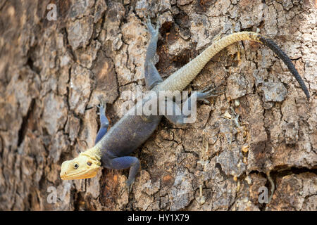 Agama Eidechse (Agama Agama) männlich. Rote Leitung Rock. Gemeinsame Arten von Gambia in voller Farbe typisch in den Monaten April und können (kurz vor der Regenzeit). Gambia, Afrika. April 2016. Stockfoto