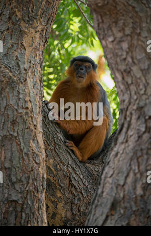 Westliche Rote Stummelaffen (Procolobus Badius) in einem Baum. Gambia, Afrika. Mai 2016. Stockfoto