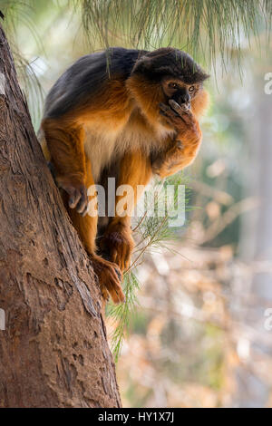 Westliche Rote Stummelaffen (Procolobus Badius) Porträt eines erwachsenen männlichen. Gambia, Afrika. Mai 2016. Stockfoto