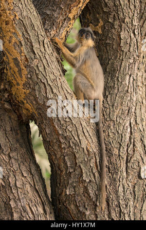 Westliche Rote Stummelaffen (Procolobus Badius) Jugendlicher in einen alten Baum. Gambia, Afrika. Mai 2016. Stockfoto