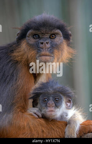 Westliche Rote Stummelaffen (Procolobus Badius) mit kleinen jungen weiblichen. Gambia, Afrika. Mai 2016. Stockfoto