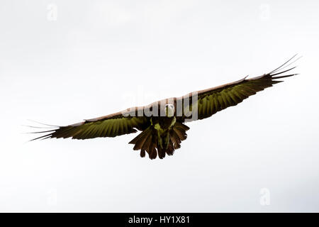 Mit Kapuze Geier (Necrosyrtes Monachus) im Flug. Gambia, Afrika. Mai 2016. Stockfoto