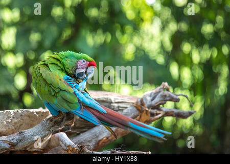 Nahaufnahme einer Soldatenara (Ara Militaris) Pflege. Cancun, Mexiko. Stockfoto