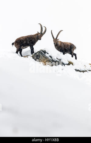 Alpensteinbock (Capra Ibex) zwei Erwachsene Männer im tiefen Schnee auf einem Bergrücken mit jungen bei Schneefall. Nationalpark Gran Paradiso, Alpen, Italien. Januar. Stockfoto