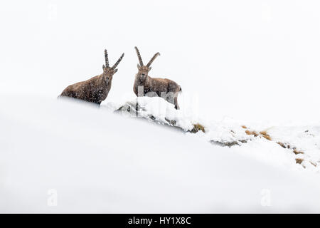 Alpensteinbock (Capra Ibex) zwei Erwachsene Männer im tiefen Schnee auf einem Bergrücken mit jungen bei Schneefall. Nationalpark Gran Paradiso, Alpen, Italien. Januar. Stockfoto