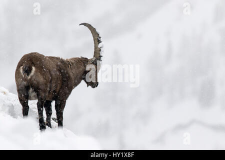 Alpensteinbock (Capra Ibex) männlichen im tiefen Schnee auf einem Bergrücken bei starkem Schneefall. Nationalpark Gran Paradiso, Alpen, Italien. Januar. Stockfoto