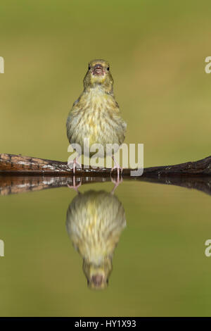 Grünfink (Zuchtjahr Chloris) juvenile trinken am Gartenteich. Schottland, Großbritannien. Juli. Stockfoto