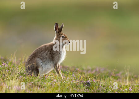 Schneehase (Lepus Timidus) im Sommer Fell auf Heidekraut Moorland. Schottland, Großbritannien. Stockfoto