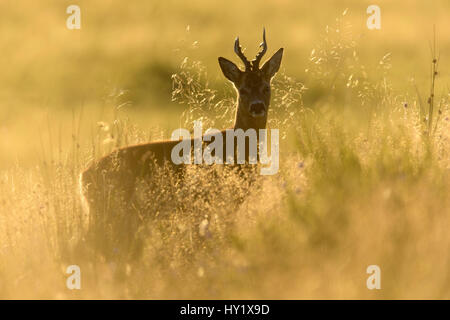 Rehbock (Capreolus Capreolus) Stand in rauen Grünland im Abendlicht, Schottland. September. Stockfoto