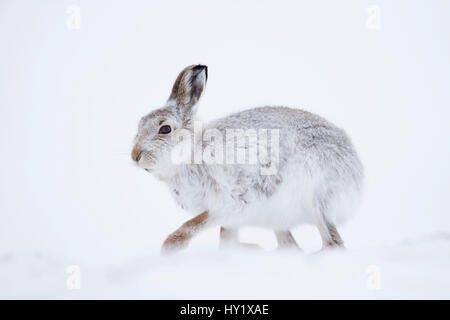 Schneehase (Lepus Timidus) auf Schnee. Schottland, Großbritannien. Januar. Stockfoto