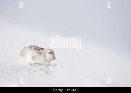 Schneehase (Lepus Timidus) sitzen auf Schnee. Schottland, Großbritannien. Januar. Stockfoto