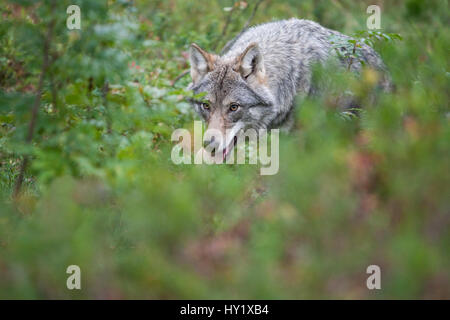 Wolf (Canis Lupus) zu Fuß durch den Wald im Herbst. Kontrollierten Bedingungen in Norwegen getroffen. September Stockfoto