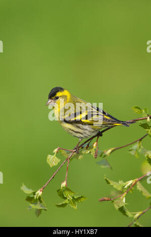 Erlenzeisig (Zuchtjahr Spinus) männlichen gehockt Birke Zweig im Frühling. Schottland, Großbritannien, Mai. Stockfoto