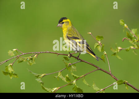 Erlenzeisig (Zuchtjahr Spinus) männlichen thront auf Birke, UK Schottland, UK. Mai. Stockfoto