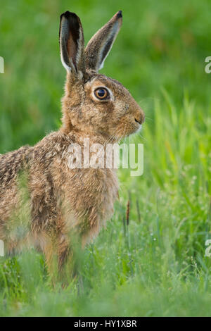 Feldhase (Lepus Europaeus) close-up Portrait. Schottland, Großbritannien. Stockfoto