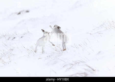 Hase (Lepus Timidus) zwei Gebirgstiere Boxen auf verschneiten Hügel Schottland, UK. Februar. Stockfoto