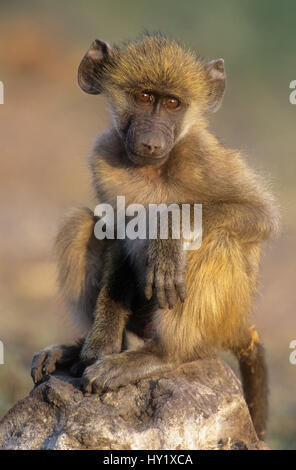 Chacma Pavian (Papio Ursinus) juvenile Porträt. Chobe Nationalpark, Botswana. Stockfoto
