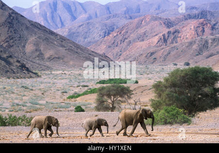 Afrikanische Elefantenfamilie (Loxodonta Africana) überqueren Wüstenlandschaft. Namibia, Kaokoland. Vom Aussterben bedrohte Arten. Stockfoto