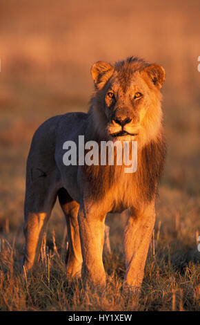 Männliche Löwen (Panthera Leo) Porträt im Abendlicht. Etosha Nationalpark, Namibia. Stockfoto