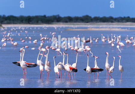 Herde der Rosaflamingo (Phoenicopterus Ruber). Estosha Nationalpark, Namibia. Stockfoto