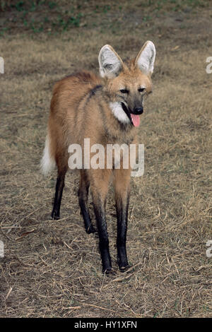 Mähnenwolf (Chrysocyon Brachyurus). Argentinien, gefangen. Stockfoto