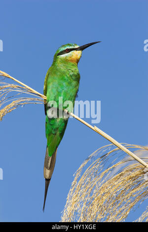 Blaue Wangen Bienenfresser (Merops erheblich). Chobe Nationalpark, Botswana. Stockfoto