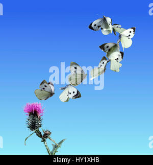 Große weiße / Kohl weißen Schmetterling (Pieris Brassicae) ausziehen aus Distel. UK, Digital Composite. Stockfoto