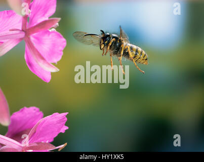 Sächsische Wespe (Dolichovespula Saxonica) Drohne fliegen Rosebay Blume, UK. Stockfoto