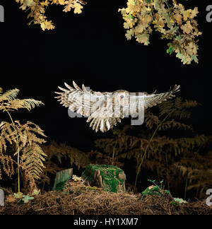 Tawny owl (Strix aluco) taking off. Captive UK. Stockfoto