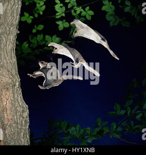 Südliche Gleithörnchen (Glaucomys Volans) Landung auf Baum, Mehrfachbelichtung. Stockfoto