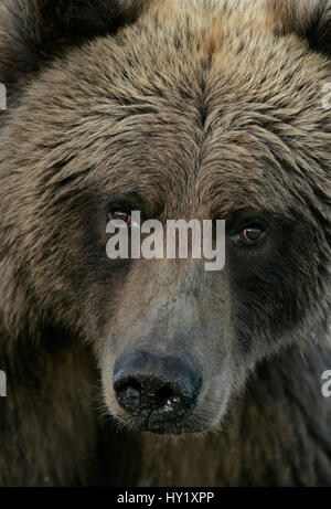 Braun / Grizzly Bär (Ursus Arctos) Sub-adult Kopf Porträt. Katmai, Alaska. Stockfoto