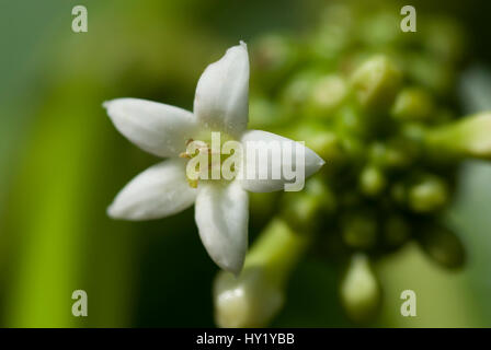 Dieses Foto zeigt ein Makro einer Noni-Frucht-Blume in voller Blüte an einem Baum. Hinter der Blume im Hintergrund ist ein Noni-Frucht aus dem Fokus. (morinda Stockfoto