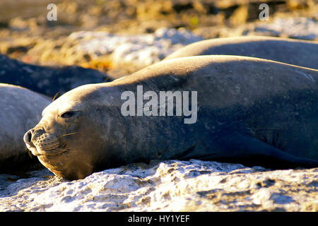 Bild von einer Elefantendame Meer auf der Halbinsel Valdez, Puerto Madryn, Argentinien. Stockfoto