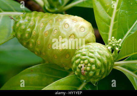 Enge, Bild der Noni-Frucht mit Blüten an einem Baum auf Tuamotu-Insel, Französisch-Polynesien. (Morinda Citrifolia) Stockfoto